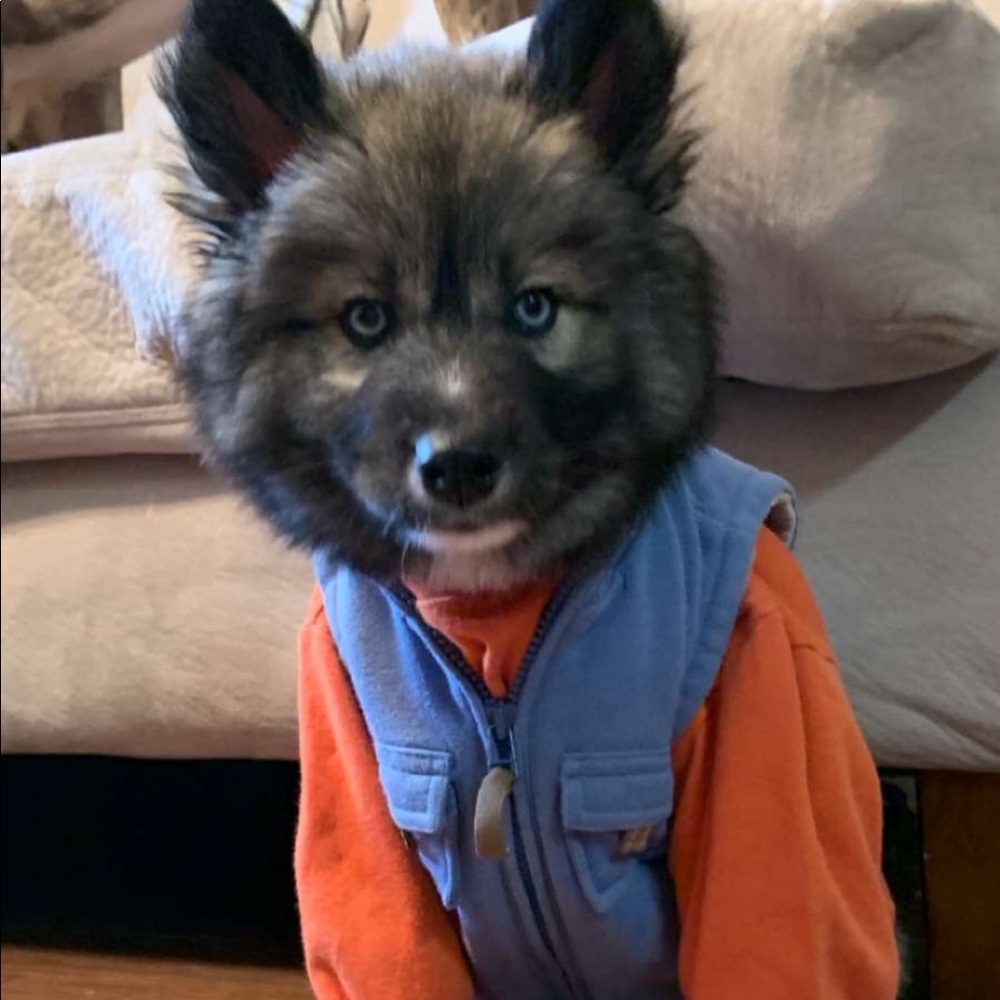 Meet your Posher, Trysen